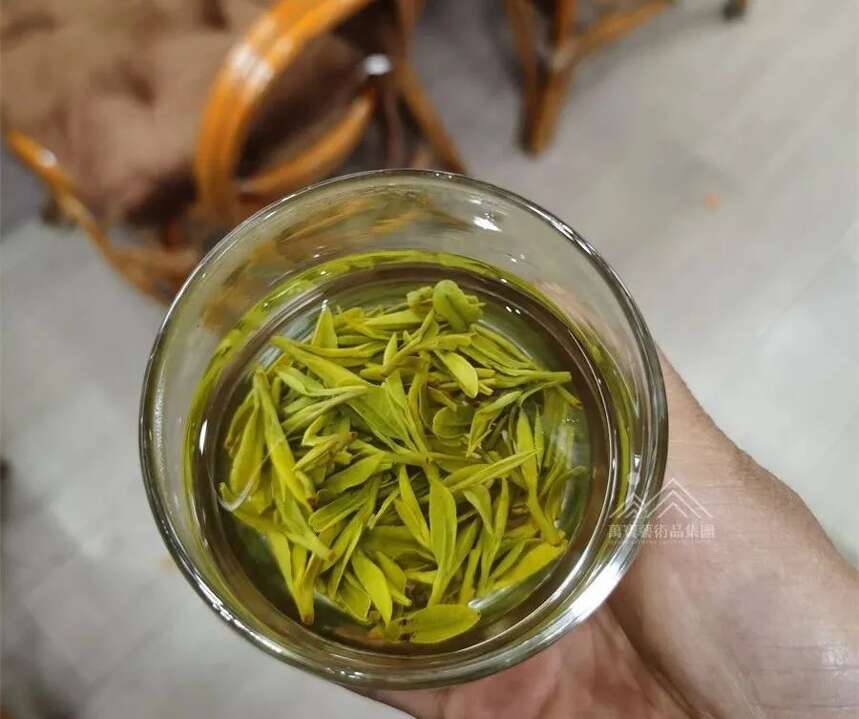 头春茶又遭疯抢？原来是这样