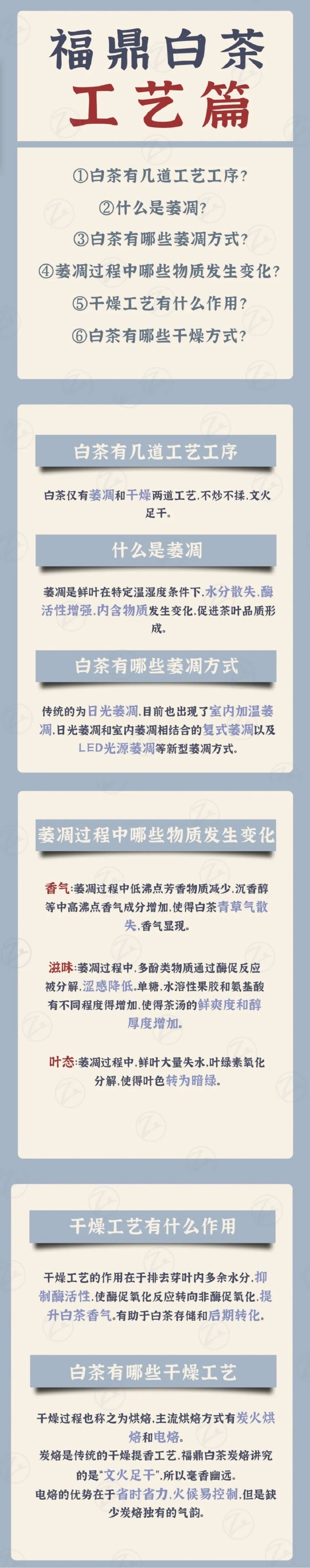 福鼎白茶——工艺篇