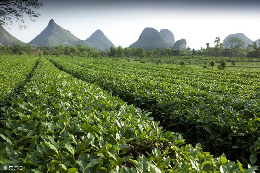 现在的茶叶到底有没有打农药，专家也说不清