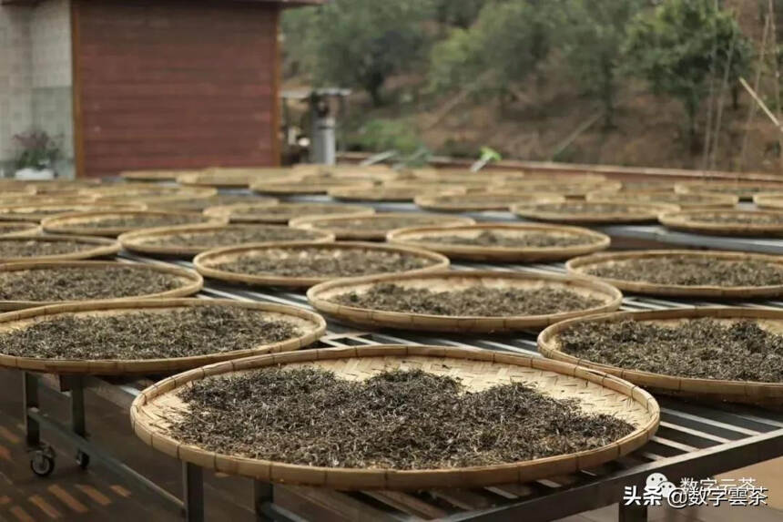 普洱茶的原料为什么是晒青而不是烘青炒青？