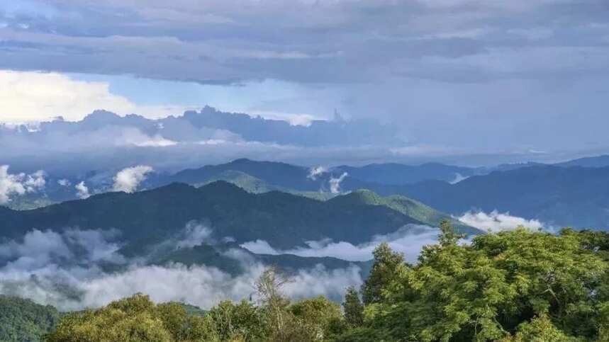 雨季怎么喝茶