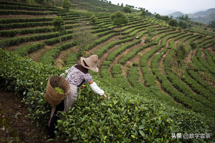 茶百科 丨 听说长在樟树旁的普洱茶就会有樟香，这是真的吗？