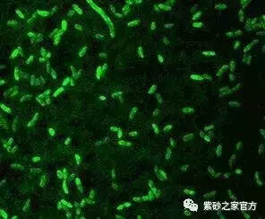 “勐海味”的生物学研究：解读普洱茶勐海味的成因