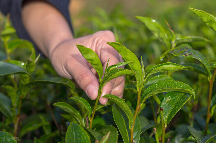 色素茶怎么辨别？有4大方式，你知道几个