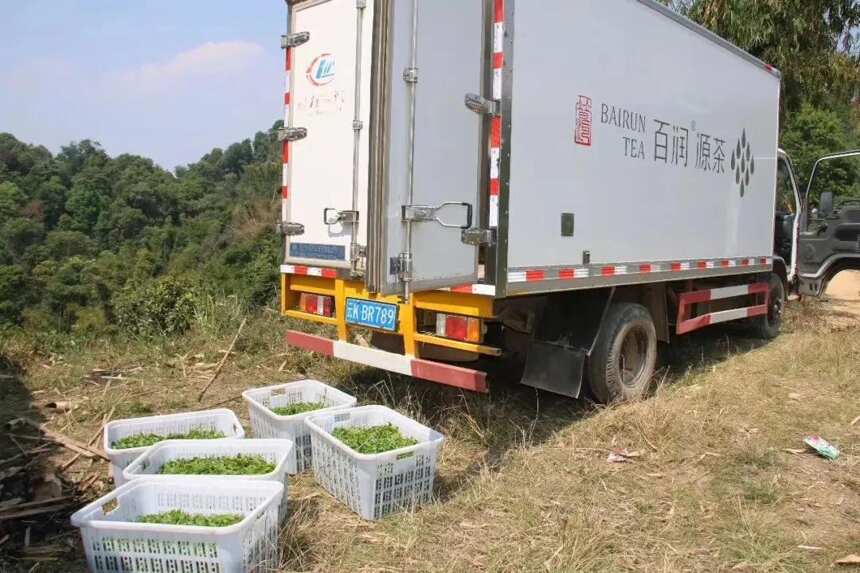 夏至暑期：浅谈普洱生茶