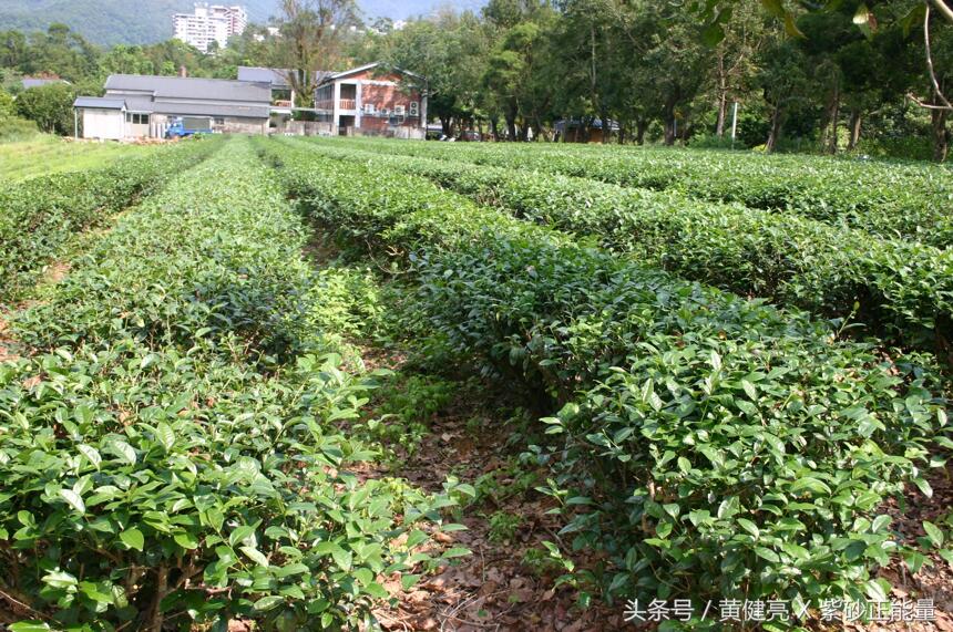 宜兴紫砂壶与台湾茶文化的互动