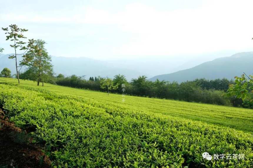 茶百科 丨 为何高山云雾的地方能孕育出好茶？