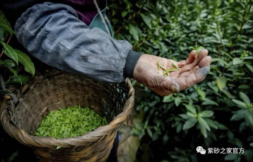 最香六款茶，榜首是它