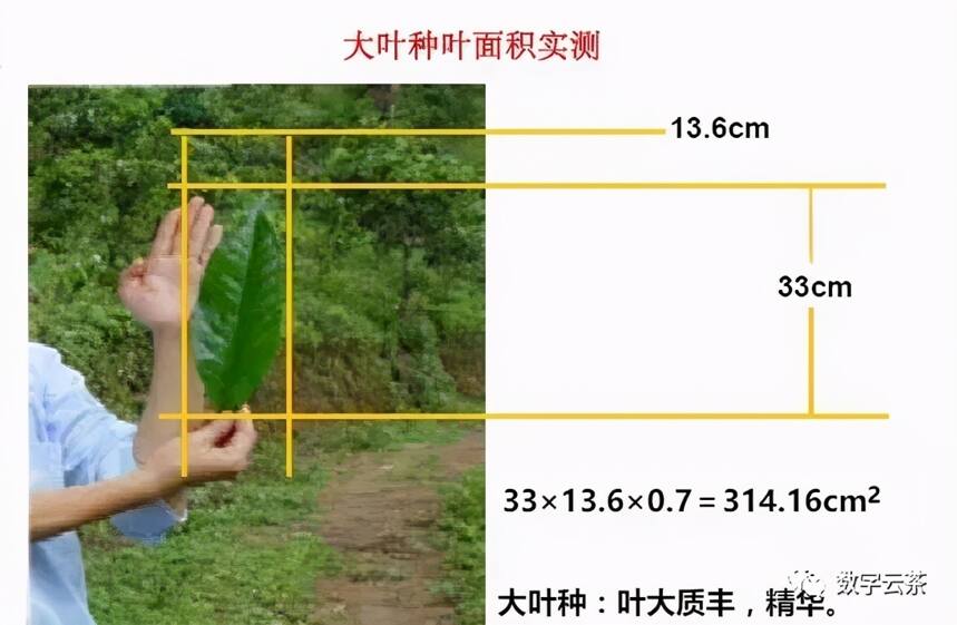 茶研室 丨 茶太苦？里头的学问可大着呢