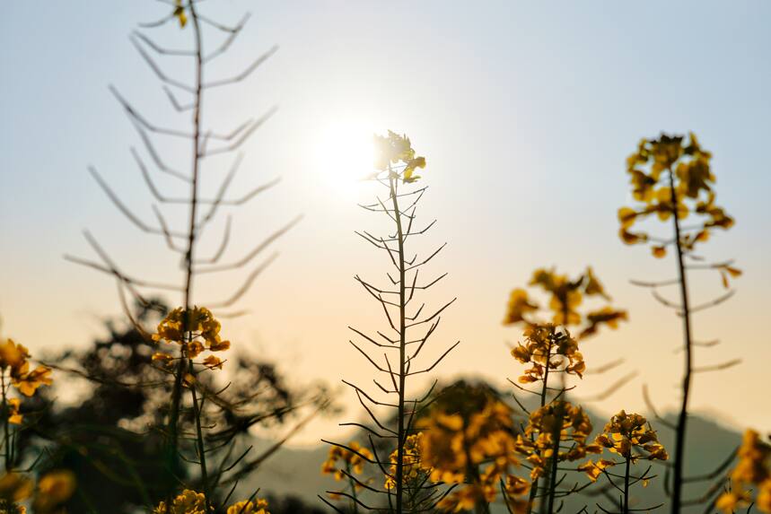 三月岭南油菜花黄，春明景和踏青忙