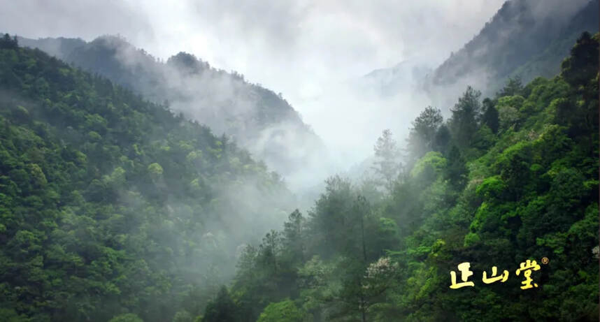 看不厌的武夷山，说不尽的茶文化