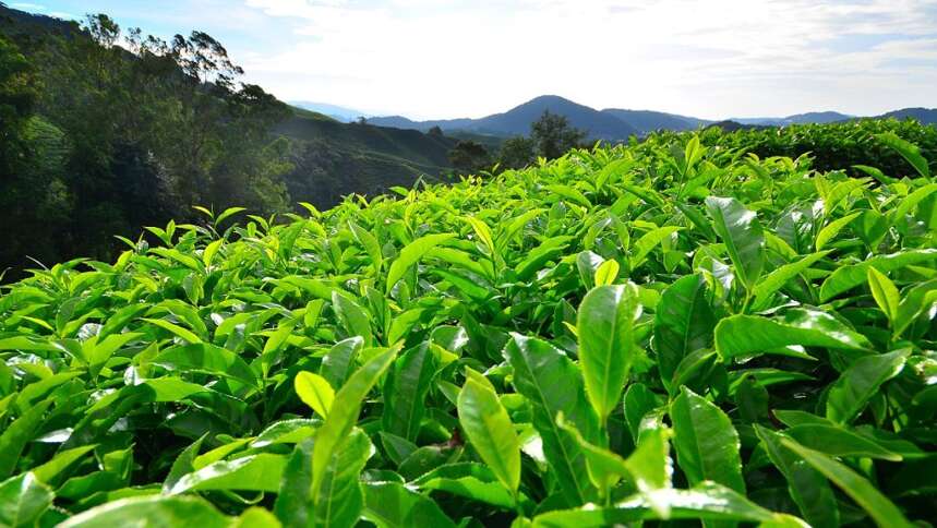 陕西名茶结束篇-绿茶