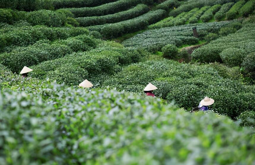 进入潮州这座古城，被功夫茶文化惊艳到了，凤凰单丛太火了