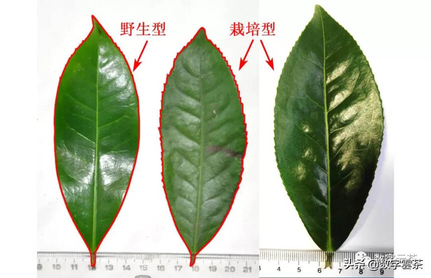 两分钟正确区分野生型、过渡型、栽培型茶树