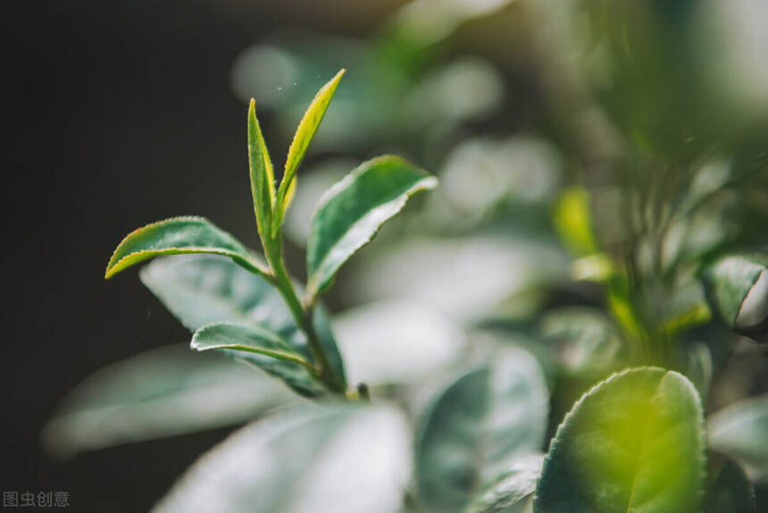 茶民族 丨 你不知道的佤族花样吃茶方式