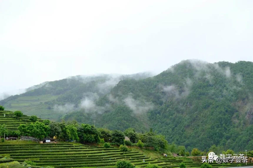 云南茶区土壤种类及分布