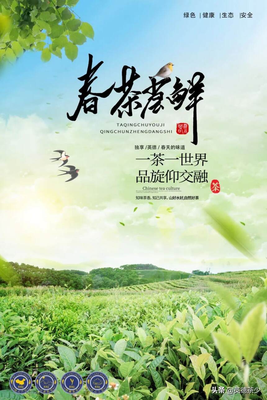 春茶季：英德红茶最美茶艺师带你走进木朗山