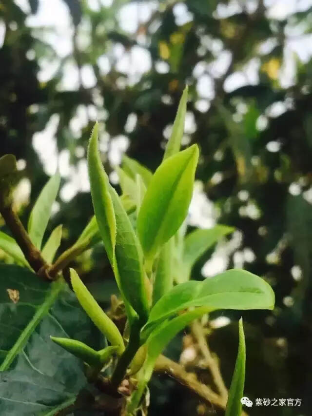 古茶之首，王者风范，南糯山普洱茶