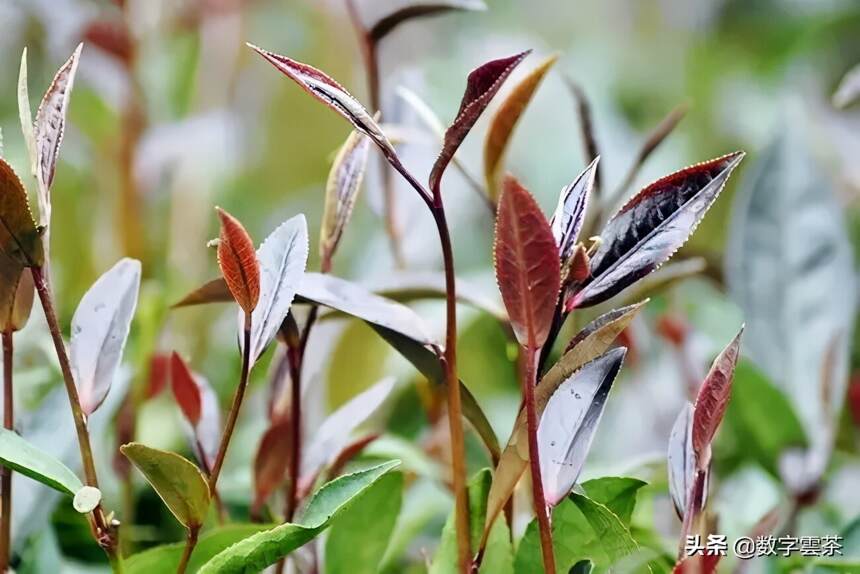 茶百科 丨 神奇的紫娟茶到底为何物？