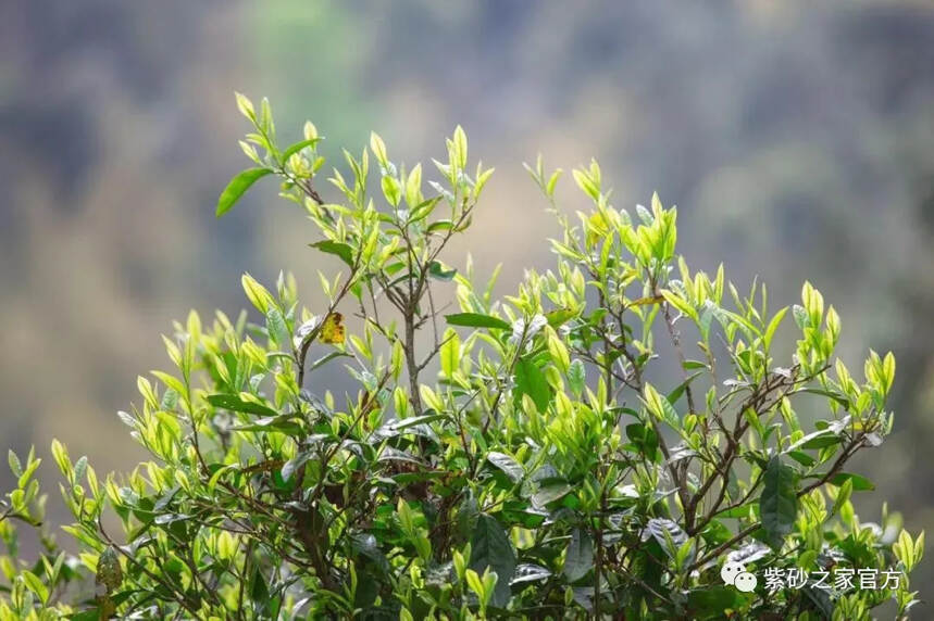 消费量占全球70%，这款茶完胜