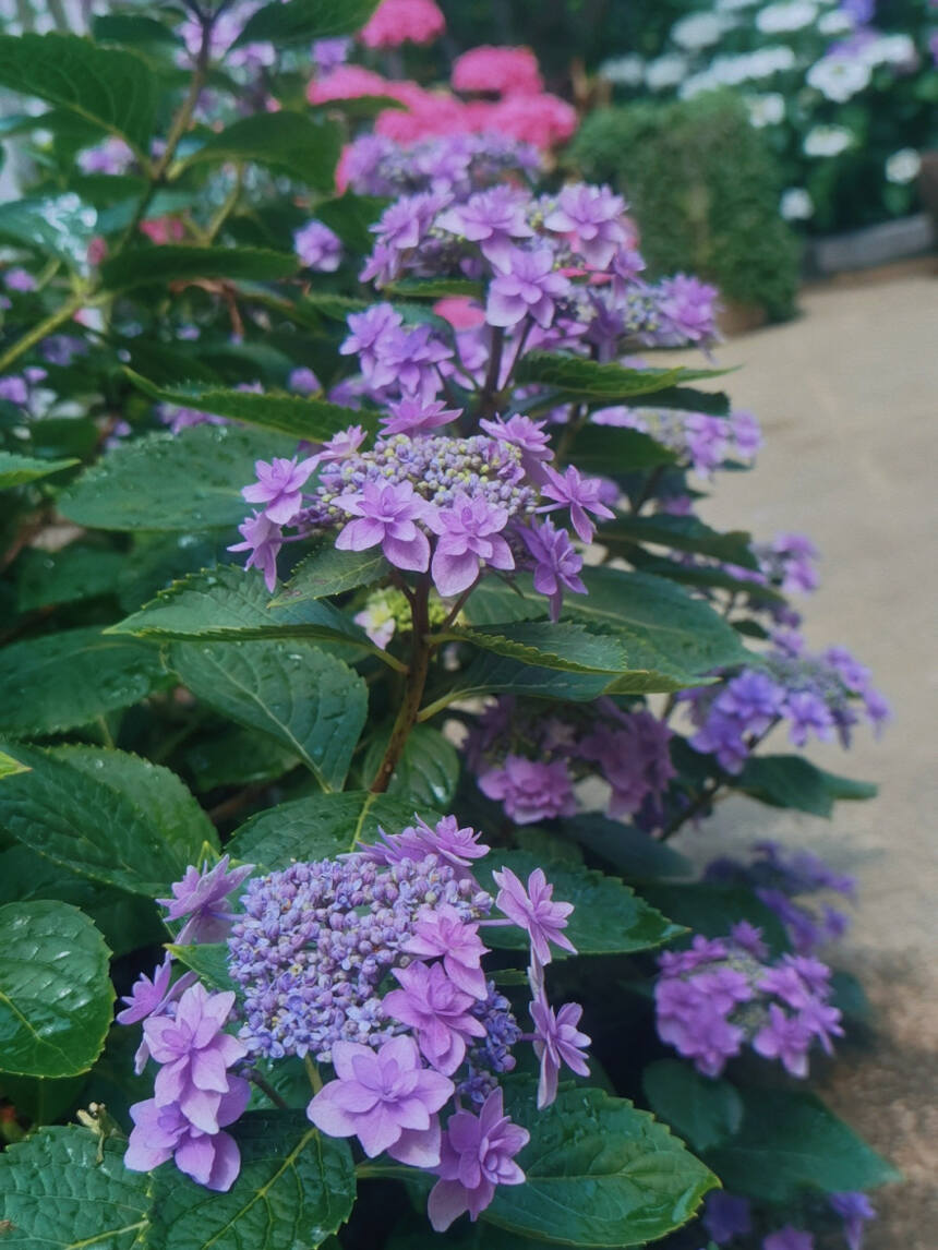 周菊英：花香氤氲 月季长春 |守艺