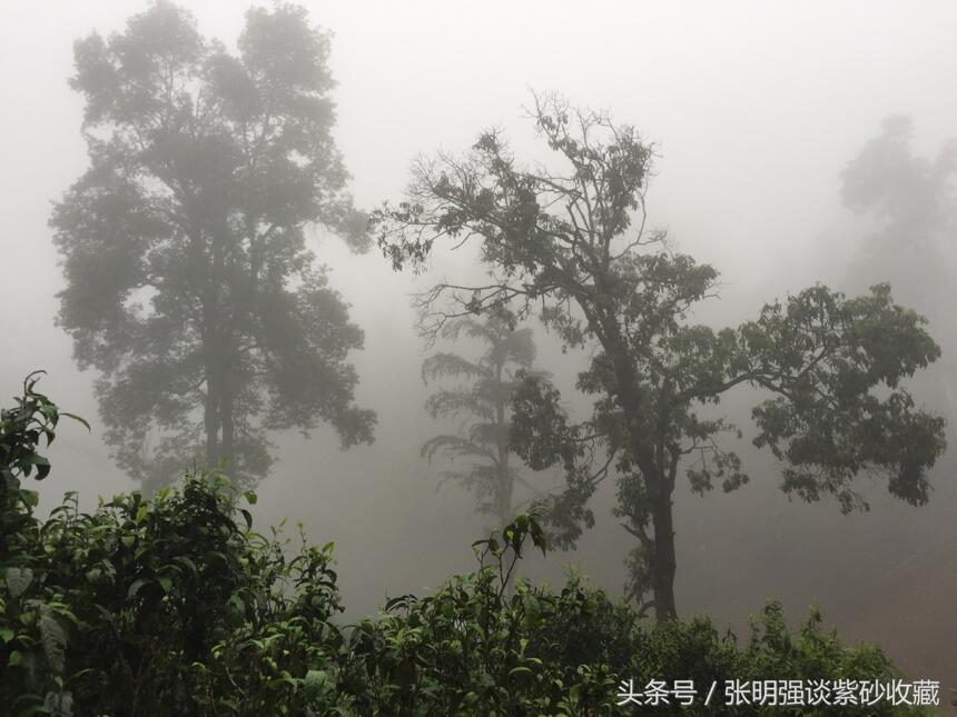 名山古树普洱茶价格上天了