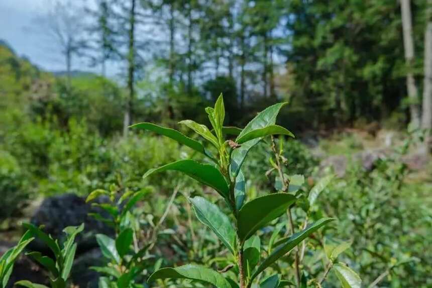 从弃婴到茶圣，陆羽的传奇人生