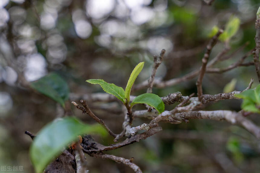 茶百科 丨 普洱茶常见品质缺点及原因分析