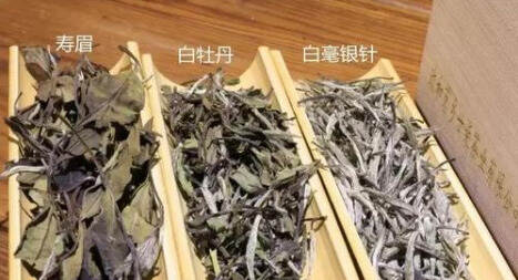 每天一点白茶小知识：白牡丹为何能位居“榜眼”？