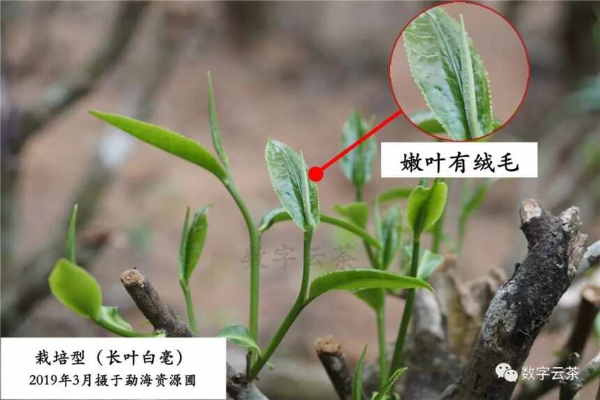 茶百科 丨 普洱茶黑话之单株、纯料、台地、古树（1）