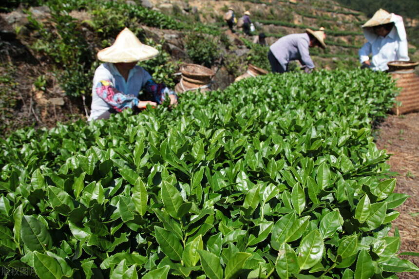 那些你听不懂的茶叶小名词（二）