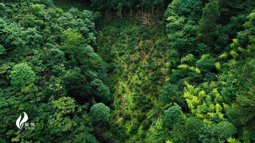 骏德红茶“三枞知味”中原地区首发，中原茶友可相约品鉴了