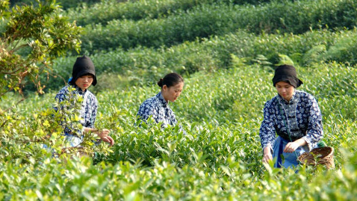 一地一茶 丨 炒青茶中的贵族茶——洞庭碧螺春