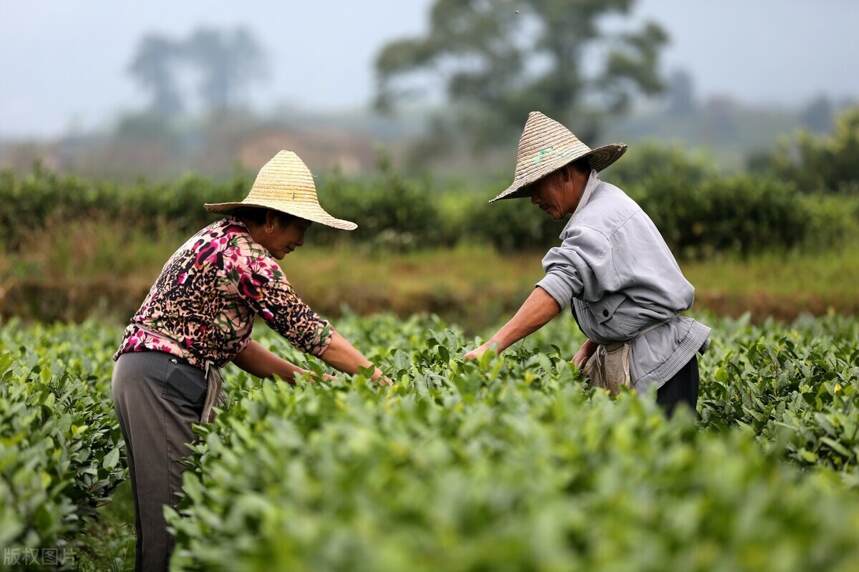 很多茶农自己做的白茶，为什么好像会比厂里做的白茶来得鲜爽些？