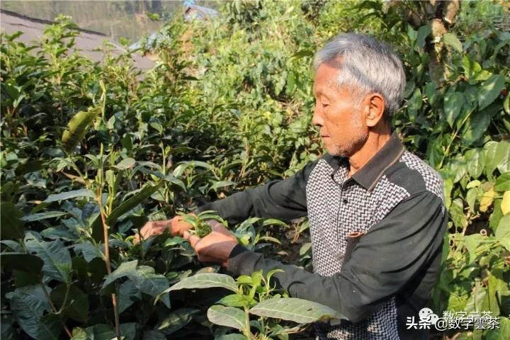 茶民族 丨 能包烧的不只有米线，还有基诺族的茶