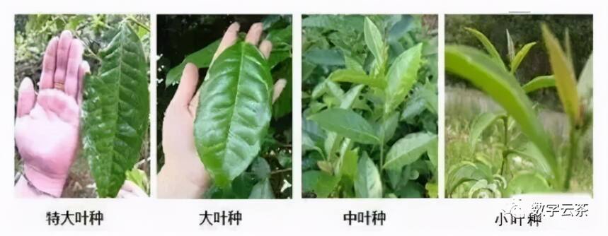 茶百科 丨 快来检测你是普洱茶的几级爱好者