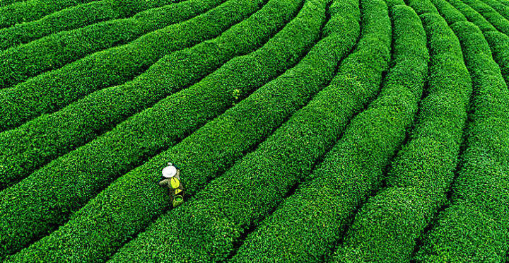 一地一茶 丨 炒青茶中的贵族茶——洞庭碧螺春