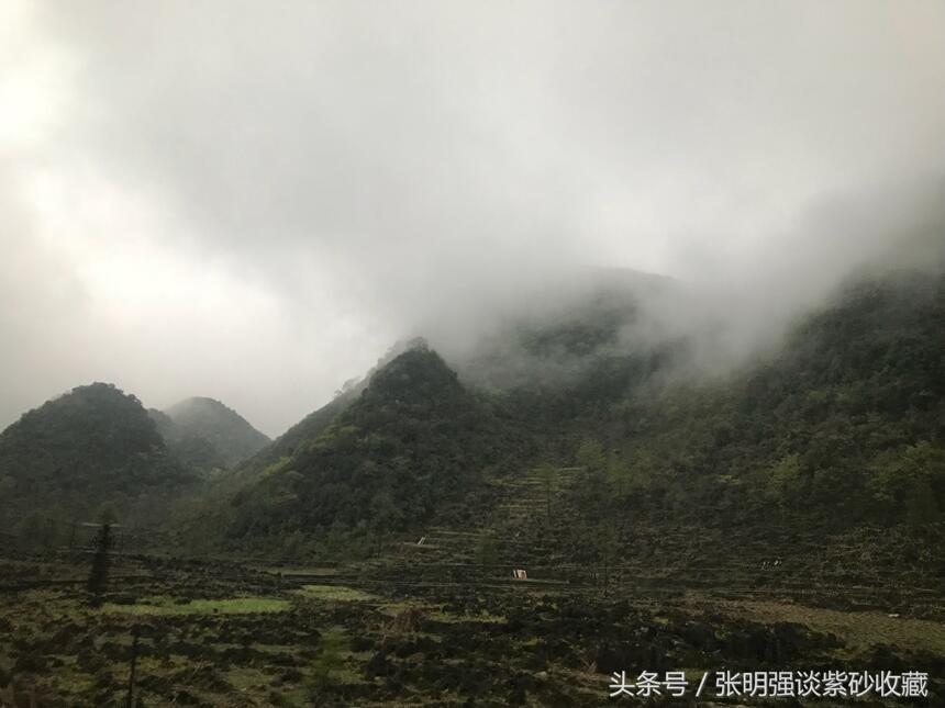 名山古树普洱茶价格上天了