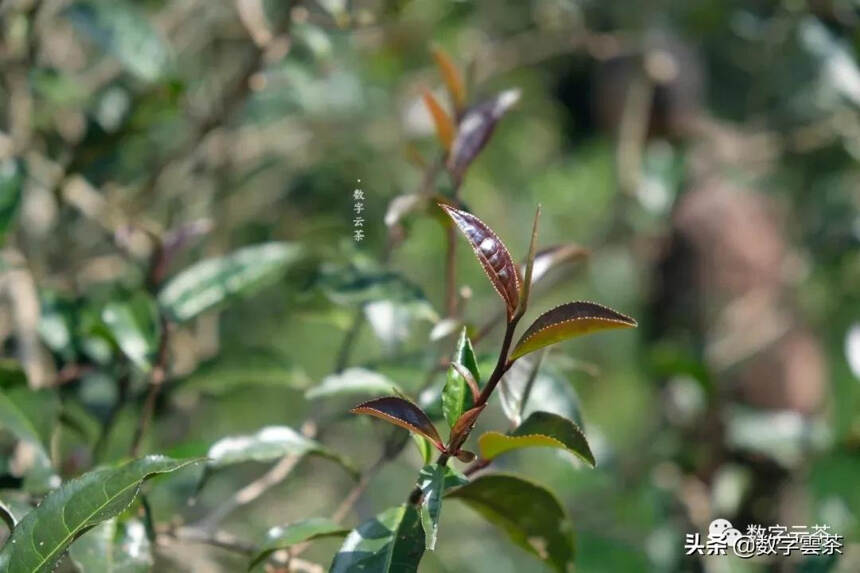 茶百科 丨 神奇的紫娟茶到底为何物？