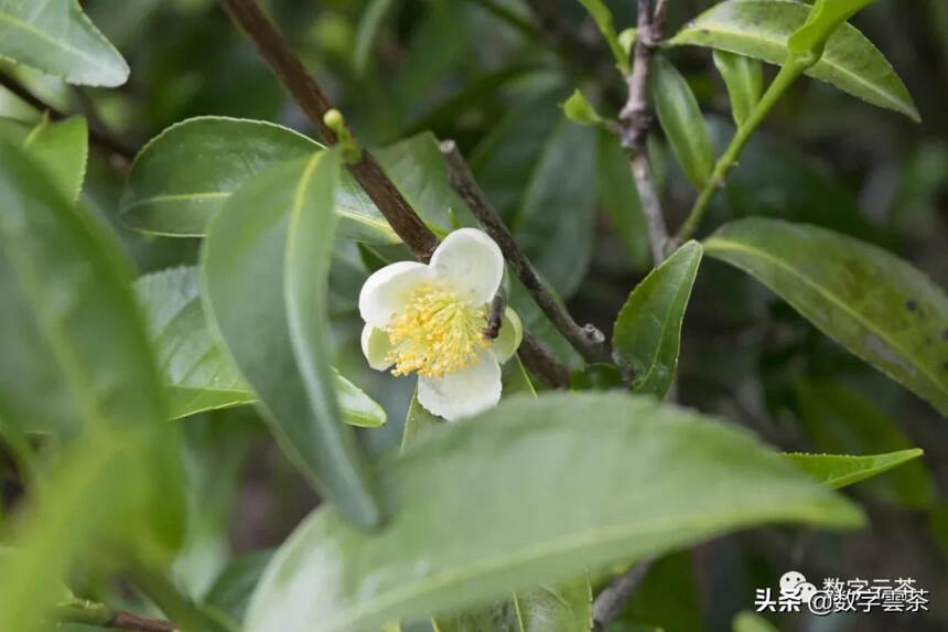 普洱茶三大产区古茶树分布情况