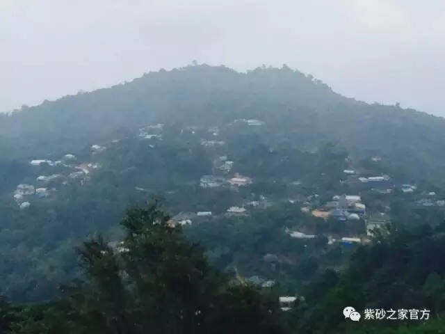 古茶之首，王者风范，南糯山普洱茶