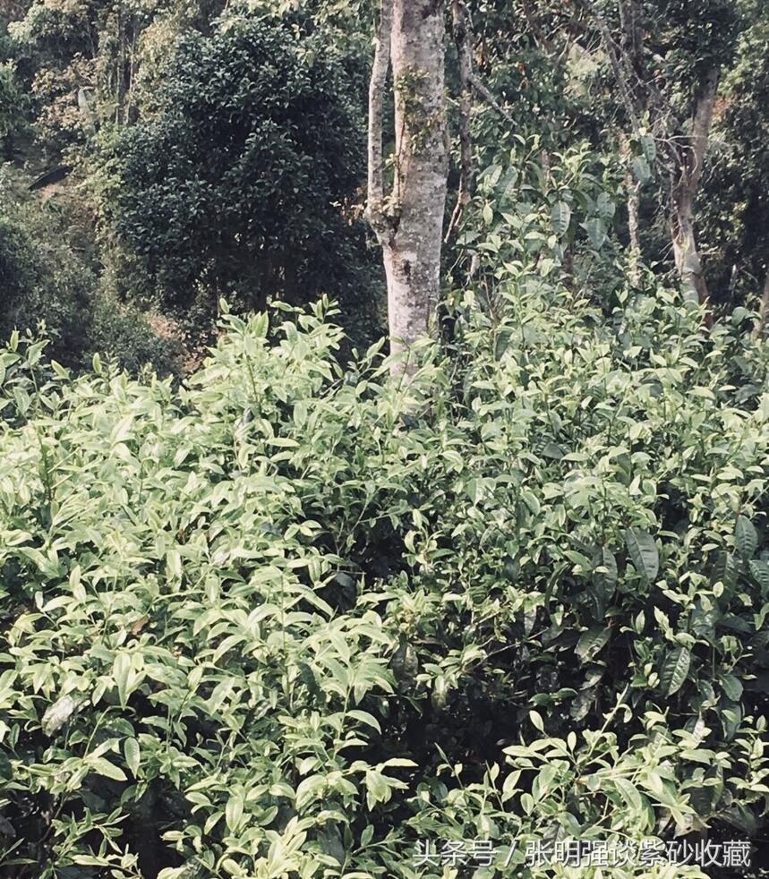 名山古树普洱茶价格上天了