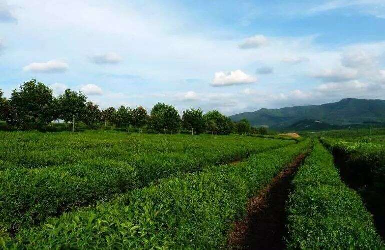 清明茶会之 阳羡贡茶：天子须尝阳羡茶，百草不敢先开花