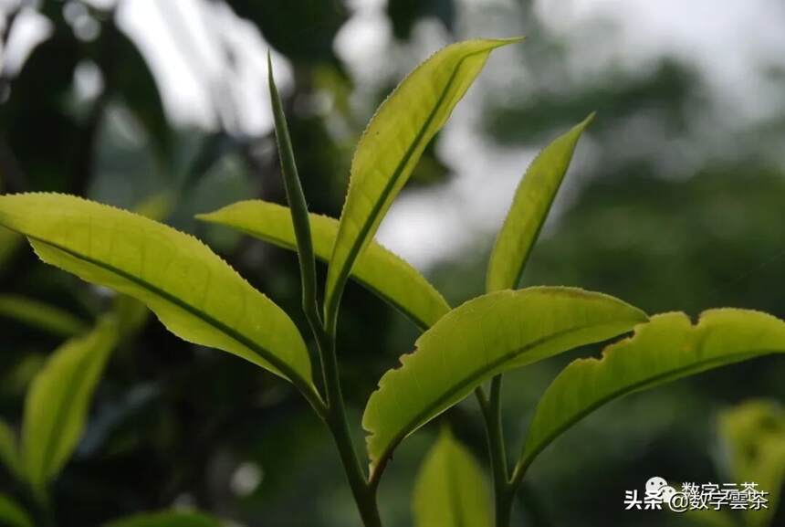 普洱茶名山古寨——普洱茶区