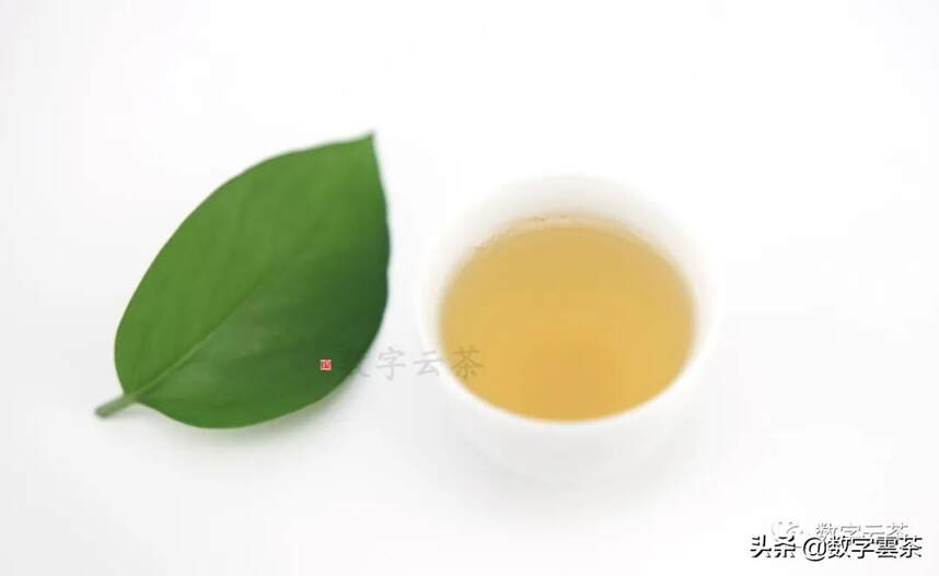 茶百科 | 解析叶中的糖类物质