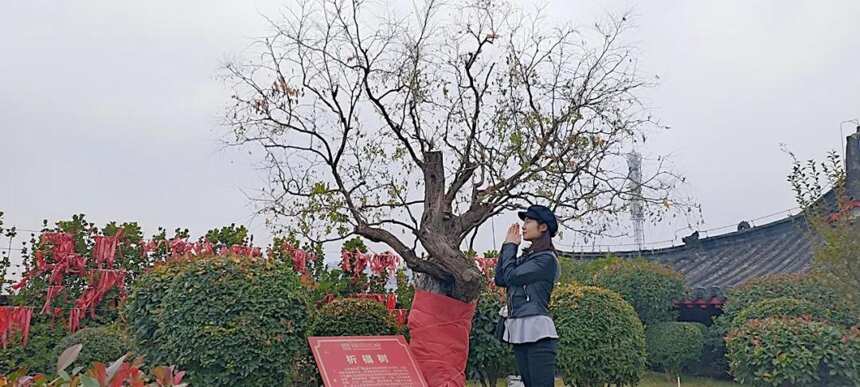 积木宝贝闯世界之茶文化带你走进郑州市十佳地标打卡地