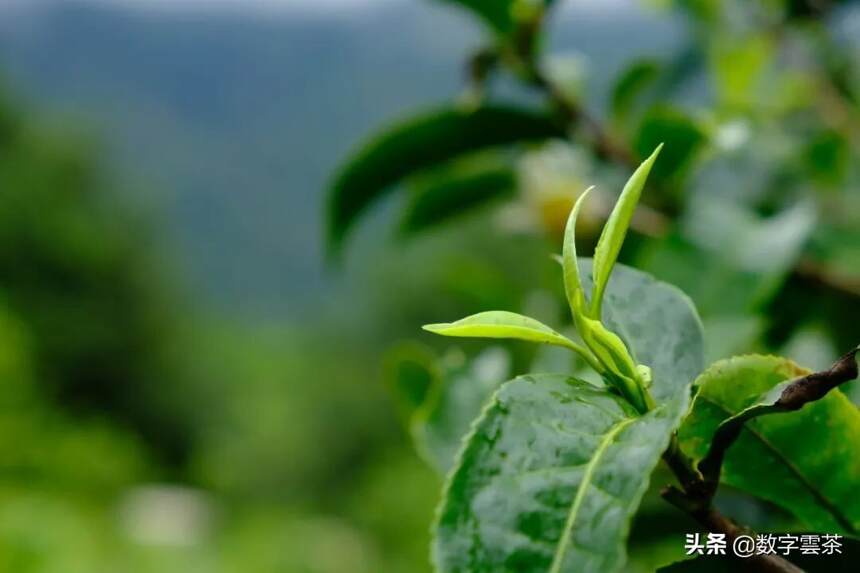 茶百科 | 大叶小叶之间，到底差了些啥？