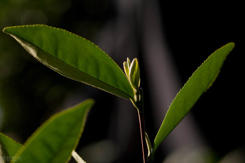 如何鉴别农残茶？