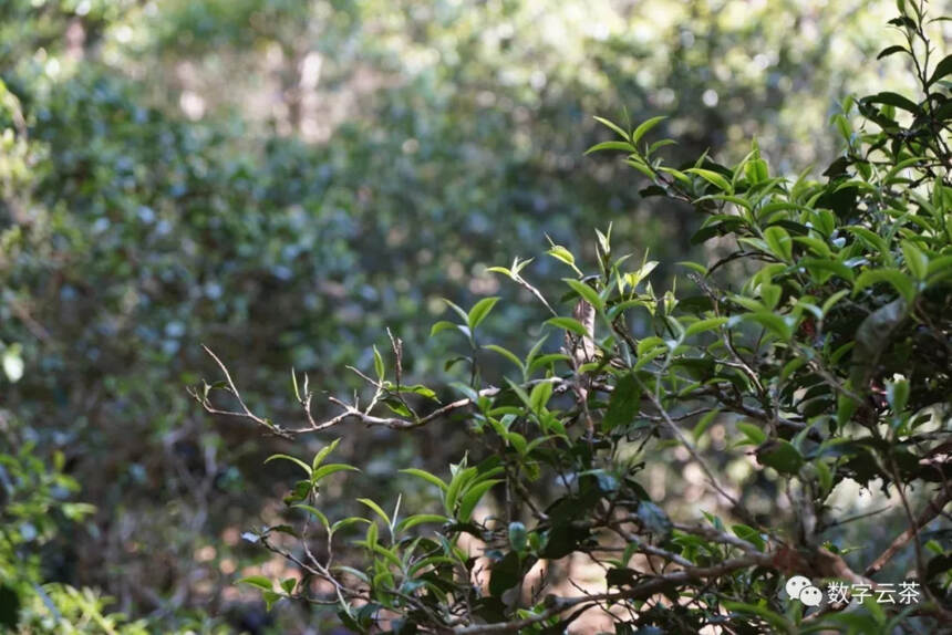 茶百科 丨 关于普洱茶原料，让你茅塞顿开的几个问题