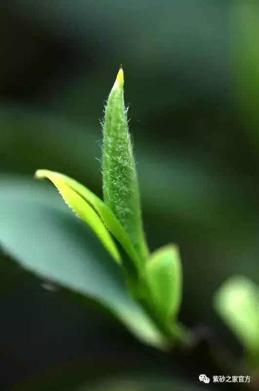 清明时节清明茶，你喝了吗？